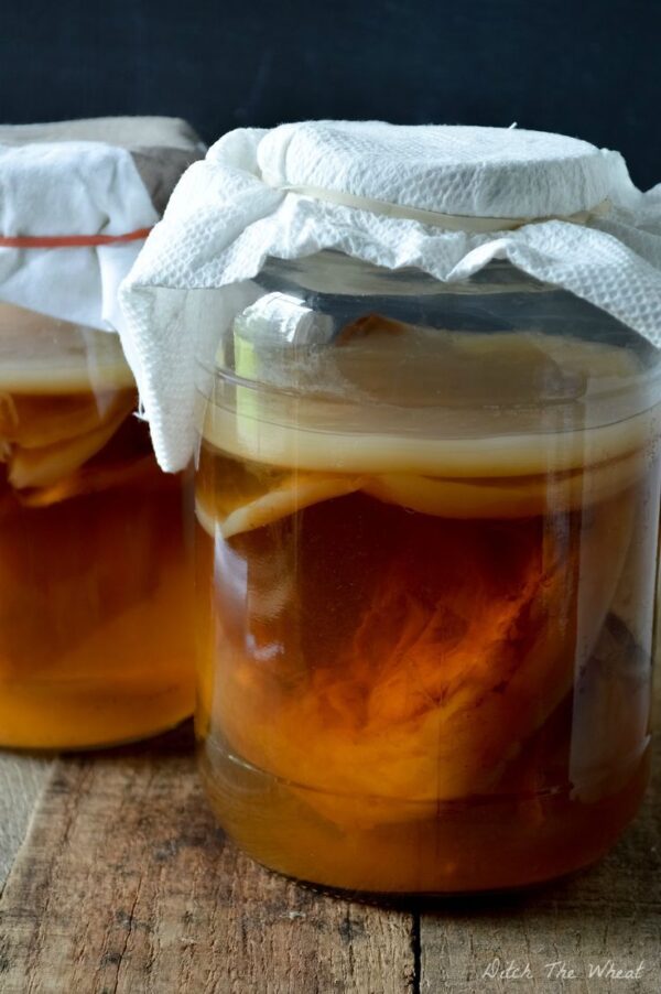 kombuchaSCOBYstock Live Kombucha SCOBY starter