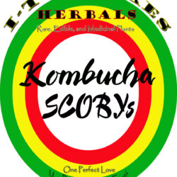 Kombucha