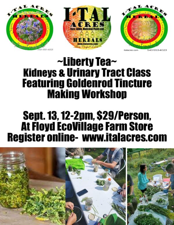 Liberty Tea- Kidney & Urinary Tract Class & Goldenrod Tincture Workshop