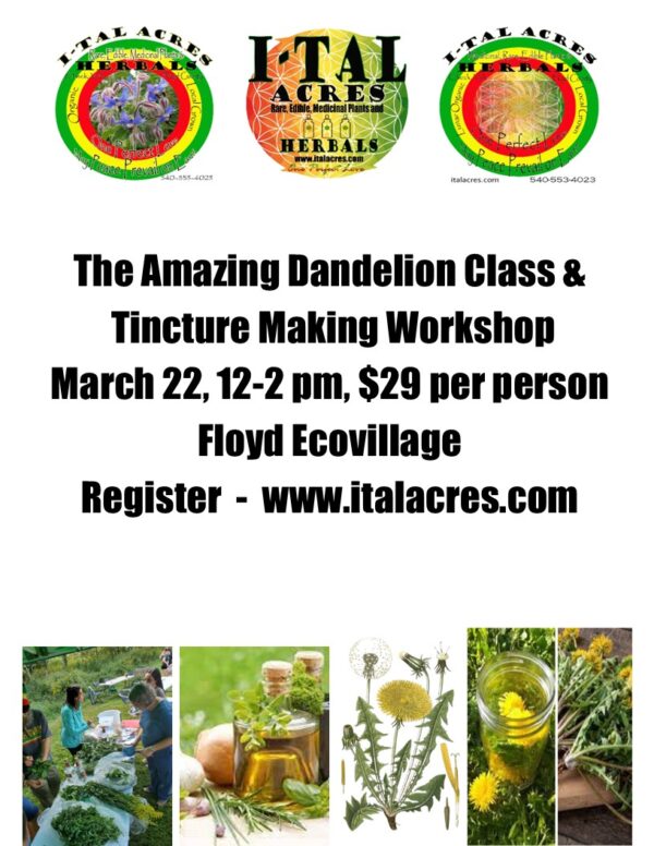 The Amazing Dandelion Workshop