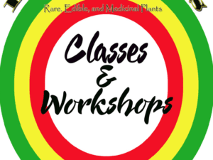 Classes/Workshops