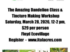 The Amazing Dandelion Workshop
