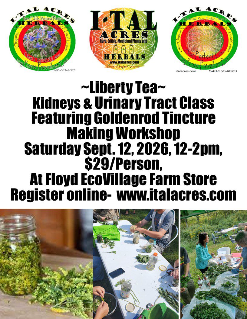 Liberty Tea- Kidney & Urinary Tract Class & Goldenrod Tincture Workshop 1 Liberty Tea- Kidney & Urinary Tract Class & Goldenrod Tincture Workshop